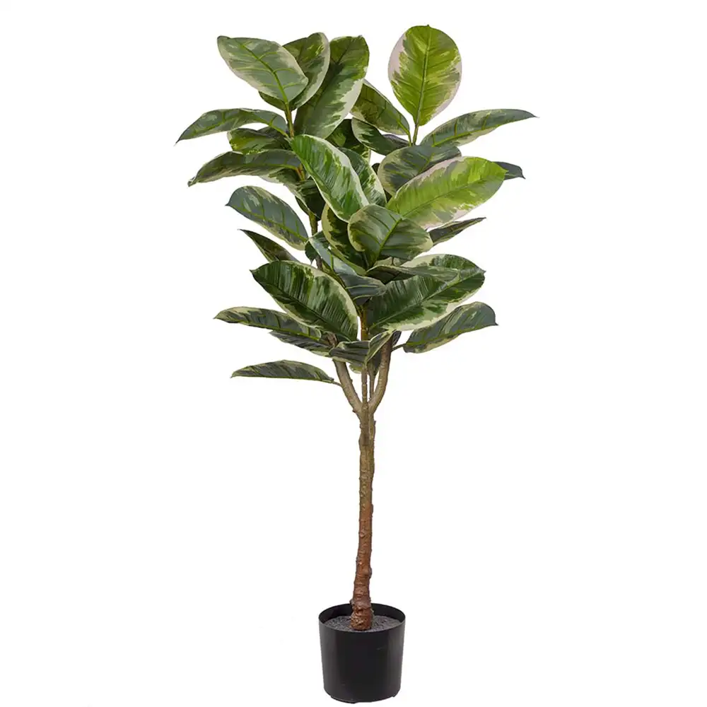 Produktfoto för Mr Plant, Fikus Elastica 150 cm