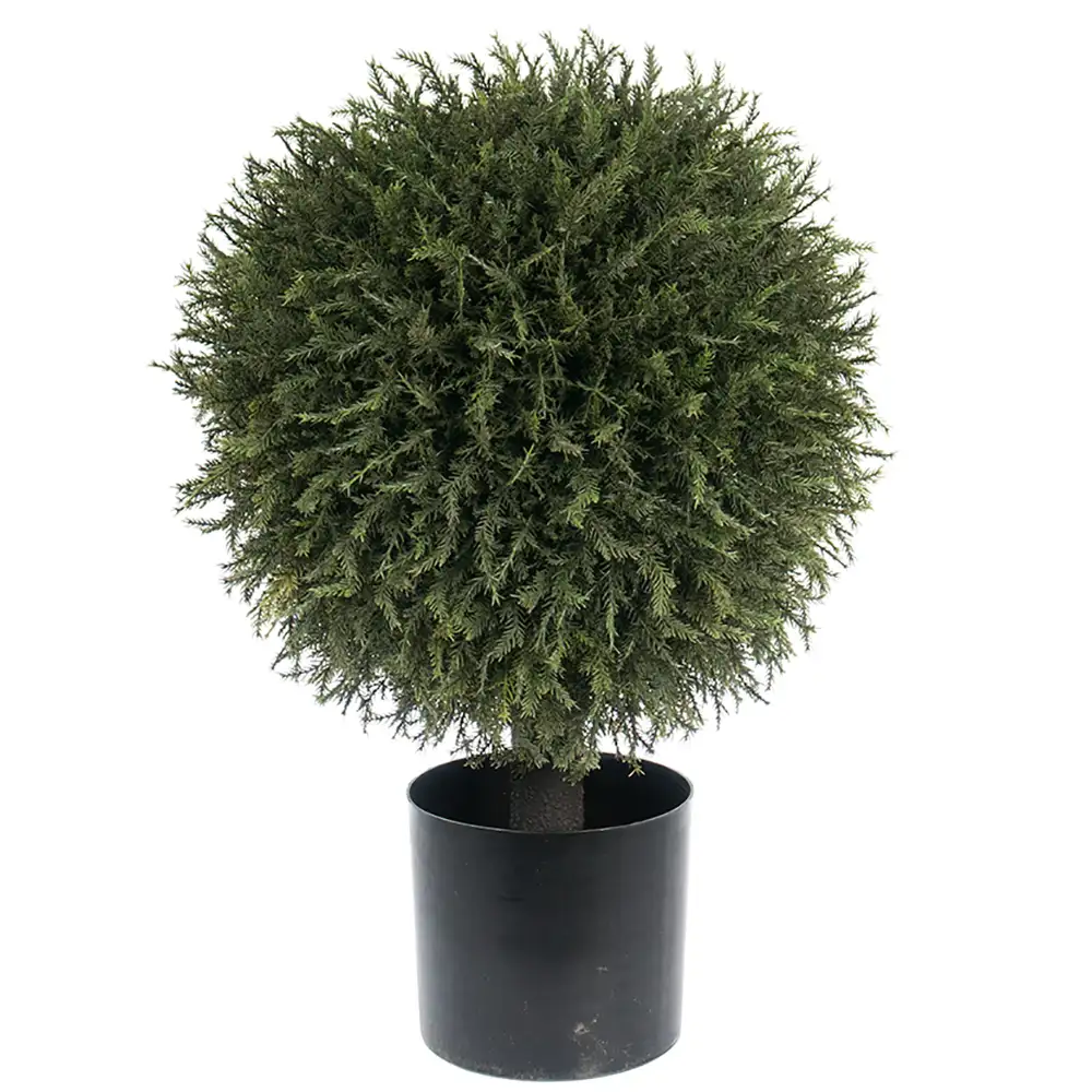 Produktfoto för Mr Plant, Enträd 55 cm