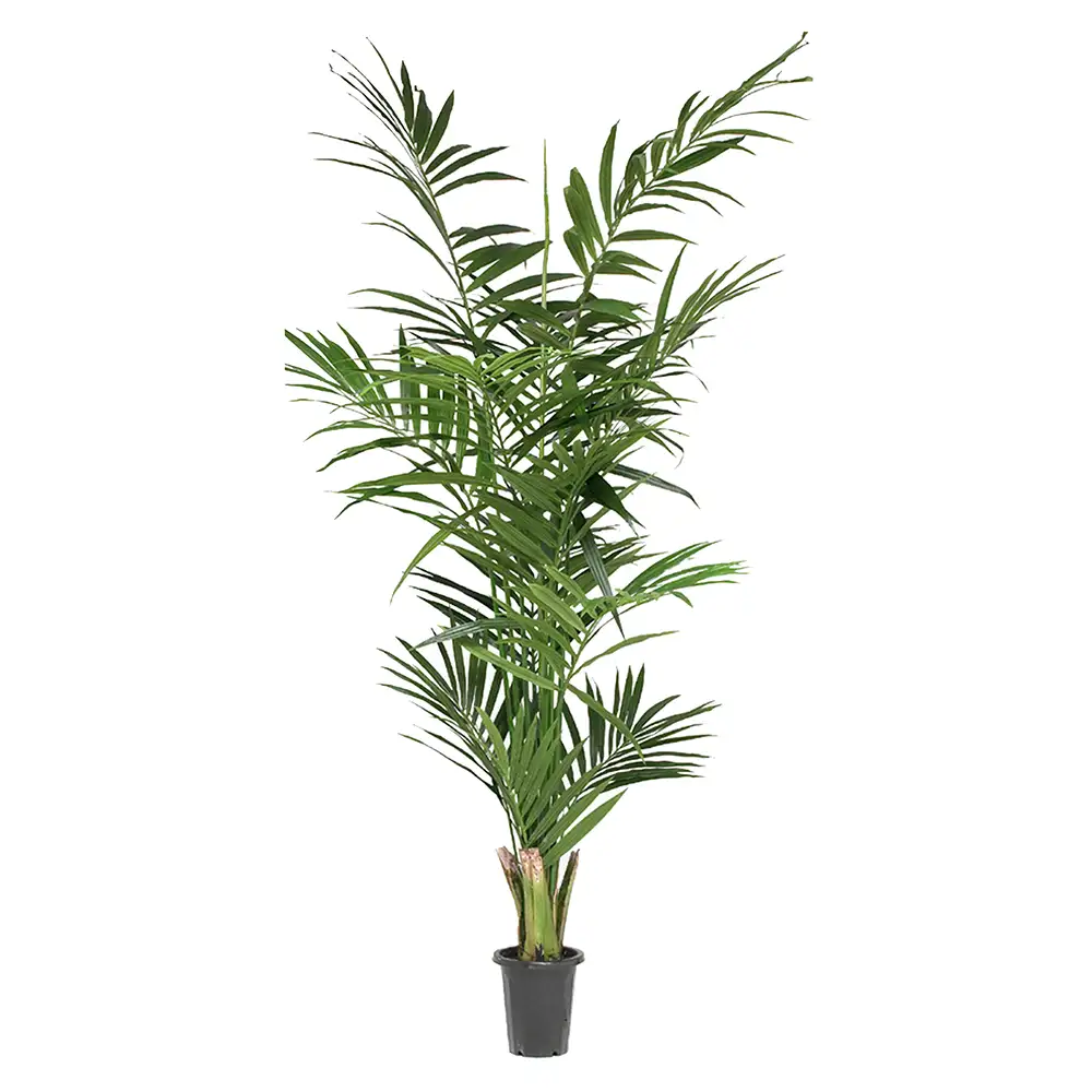 Image of Mr Plant, Kentia palm 240 cm