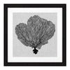 Tavlor Shadow Sea Fans set om 4