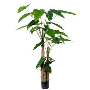Alocasia Träd 200 cm