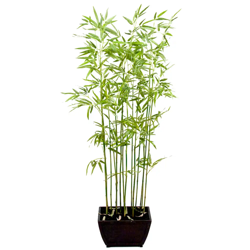 Bambu 160 cm 