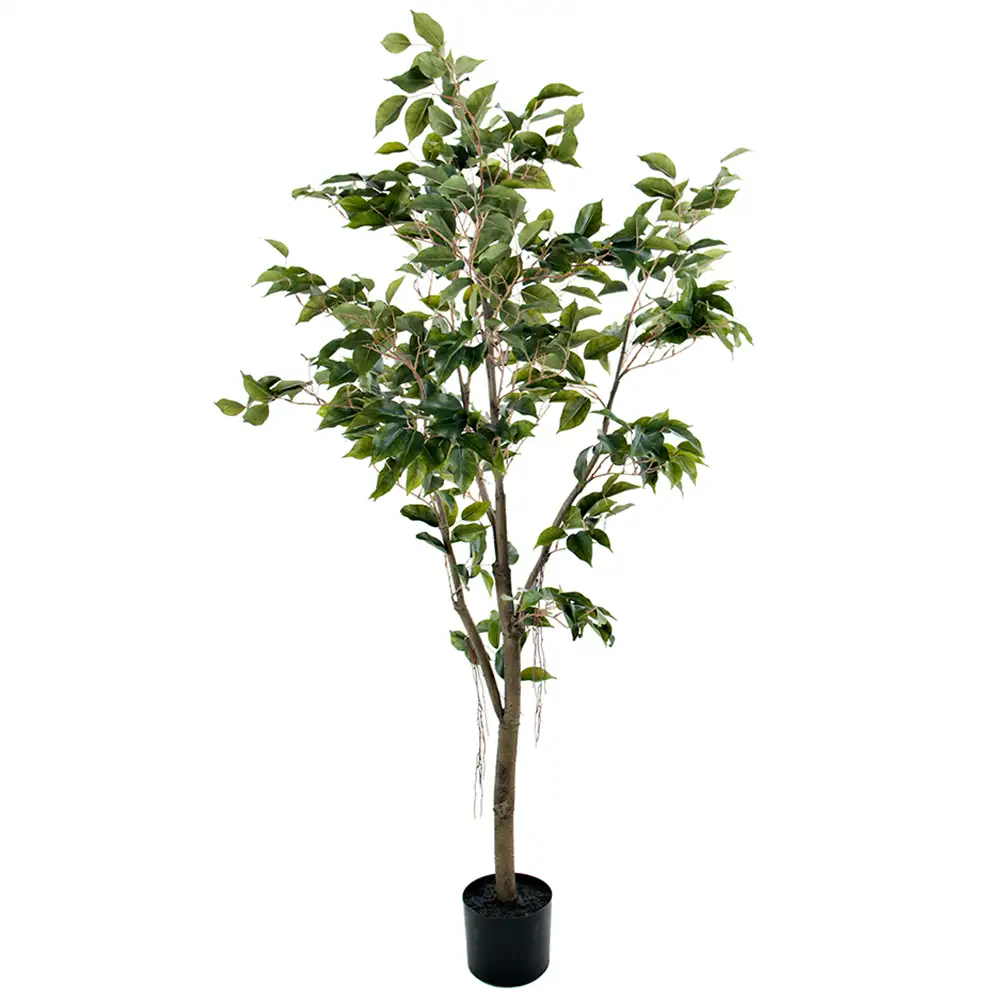 Mr Plant Fikus Benjamin 150 cm