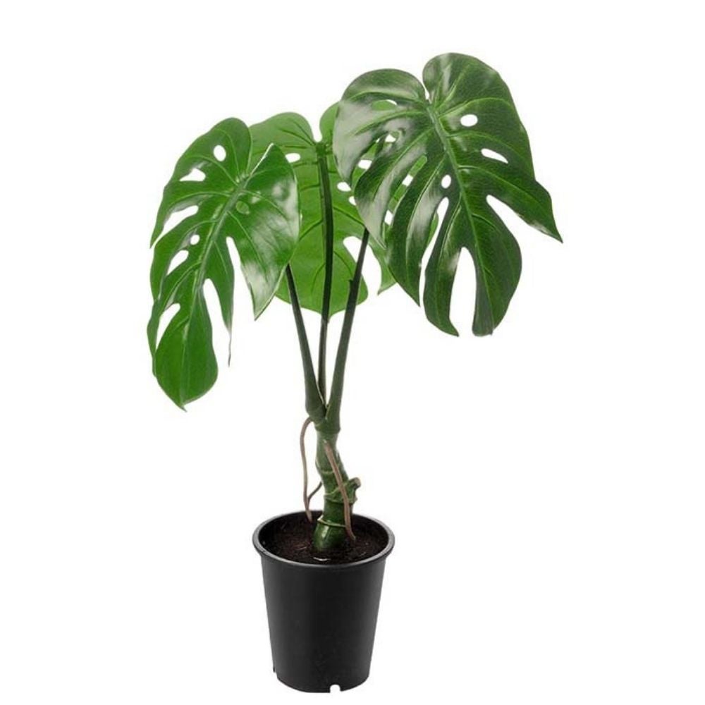 Monstera Grön 60 cm