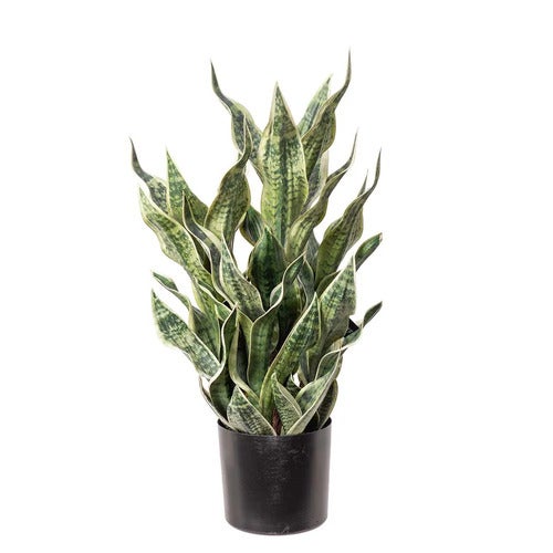 Sansiveria i kruka  80 cm