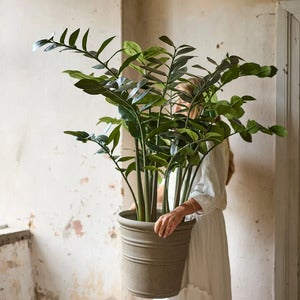 Zamifolia i kruka 120 cm