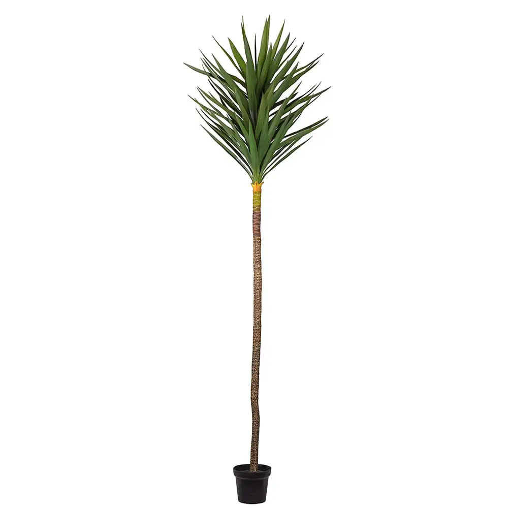 Produktfoto för Mr Plant, Yuccaträd 250 cm