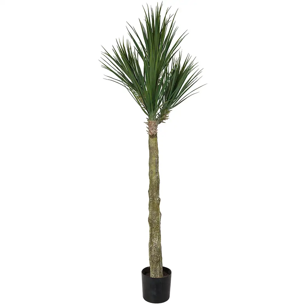 Produktfoto för Mr Plant, Yucca Rostrataträd 180 cm