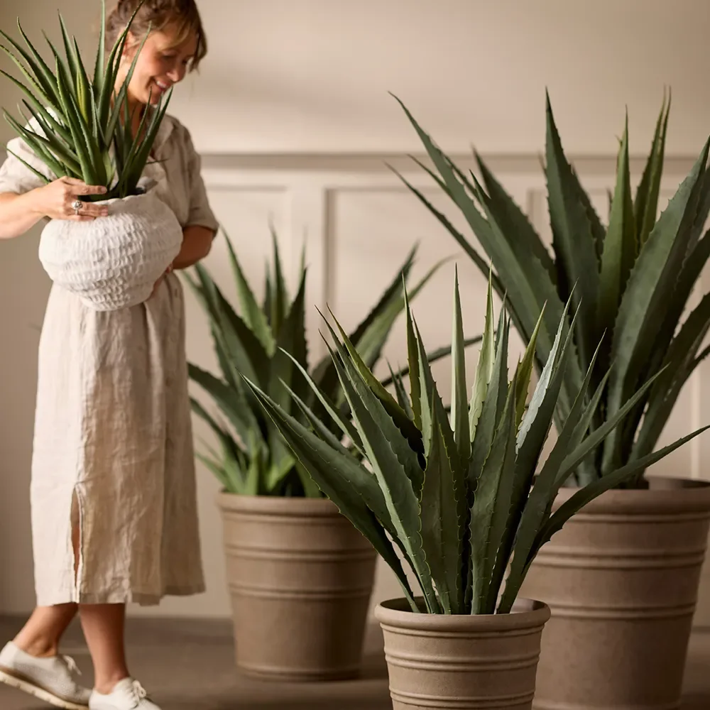 Aloe Krukväxt 55 cm 