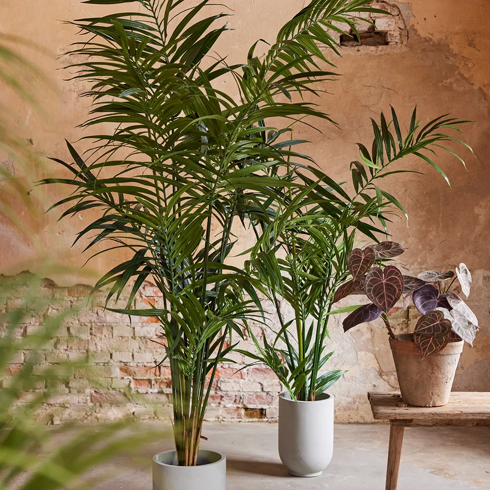 Kentia Palm 120 cm
