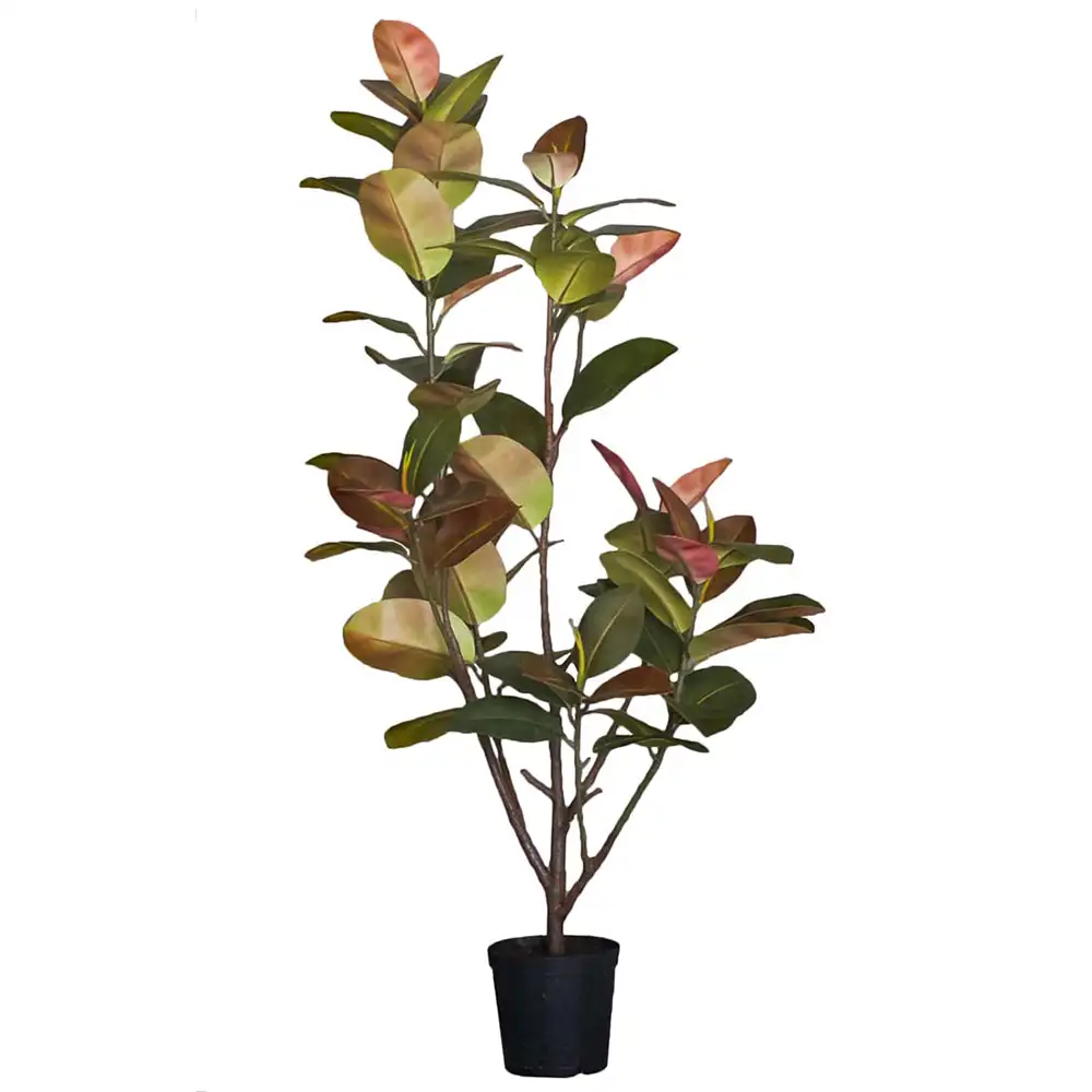 Image of Mr Plant, Fikus Elastica 180 cm