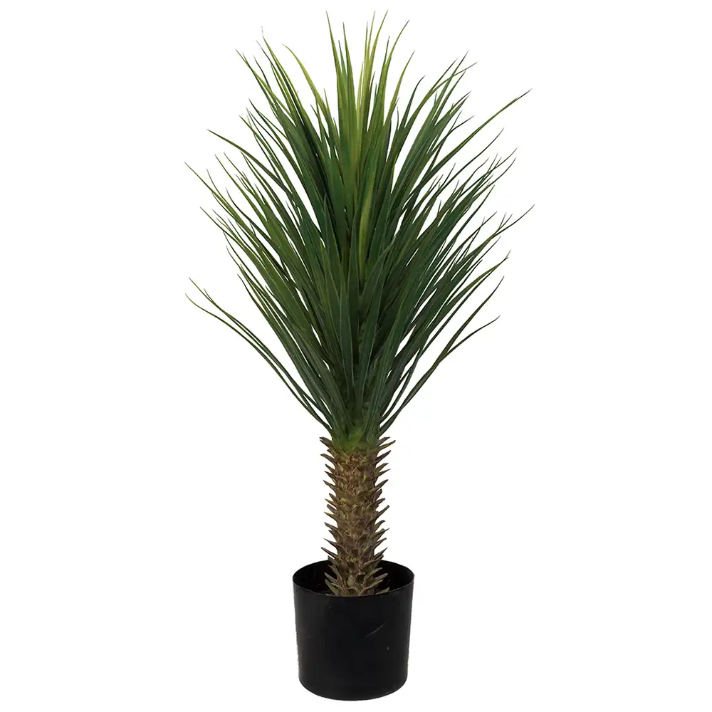 Yucca Rostrataträd 100 cm 