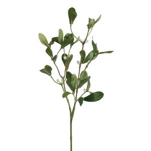 Mistel 60 cm
